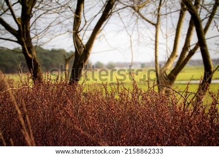 A closeup of the Artemisia pauciflora in a field