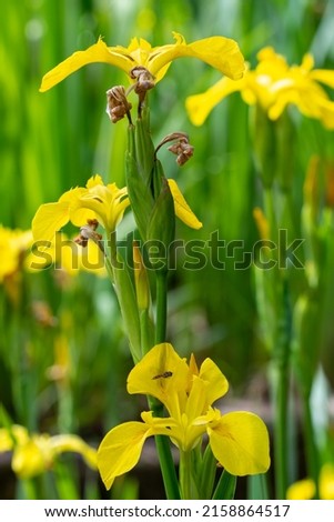 yellow iris flowers in the garden