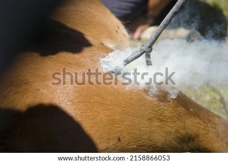 A closeup of the hot metal marking the horse  Rapa das Bestas  Galicia, Spain 