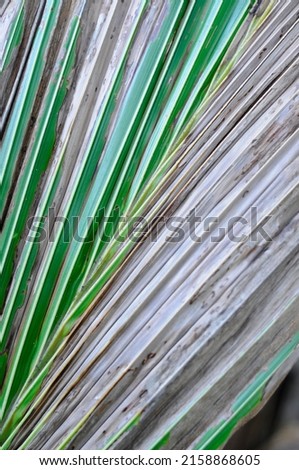 Abstract background visible from coconut leaf texture