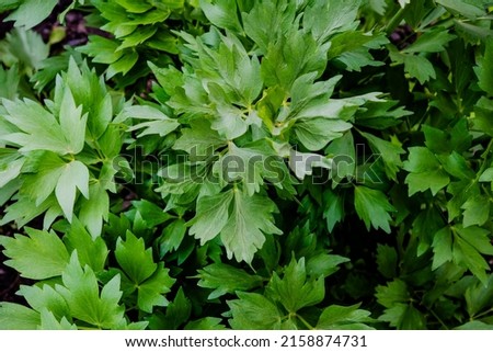 Levisticum officinale or lovage in the garden,  fresh green leaves Royalty-Free Stock Photo #2158874731