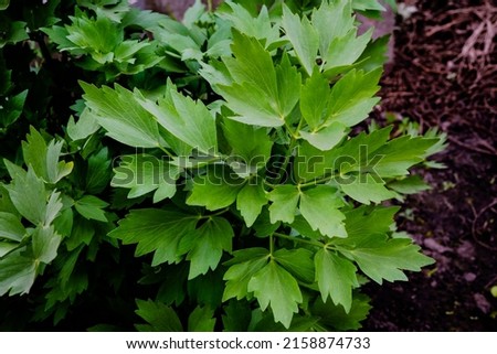 Levisticum officinale or lovage in the garden,  fresh green leaves Royalty-Free Stock Photo #2158874733
