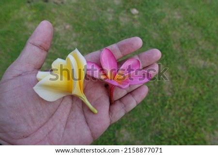hand holding red frangipani flower and yellow frangipani flower on green grass background