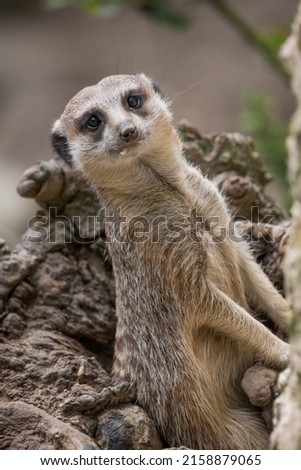 A vertical closeup of a cute meerkat (Suricata suricatta) or suricate looking at the camera
