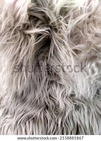 A closeup of hairy gray fur