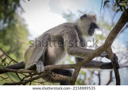 Free monkey on the streets Royalty-Free Stock Photo #2158889535