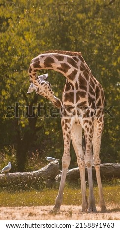 A vertical shot of a beautiful giraffe in the forest