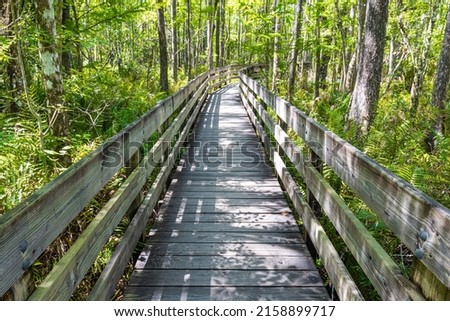 Boardwalk Trail Through Bald Cypress Forest, Six Mile Cypress Slough Preserve, Fort Myers, Florida, USA Royalty-Free Stock Photo #2158899717