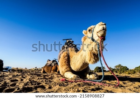 camel in the desert, beautiful photo digital picture