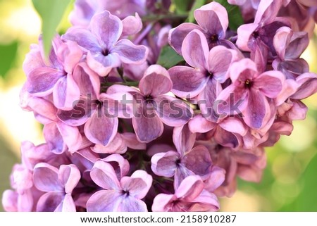 Lilac blossom, selective focus. Photo for covers of calendars, notebooks, banners or magazines. Natural floral background.