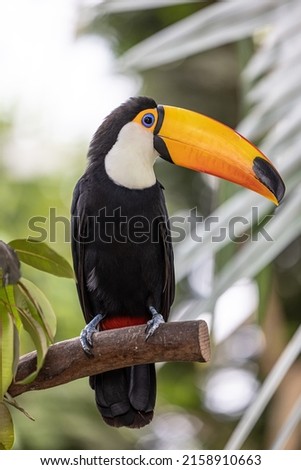 A toucan perched on a branch outdoors