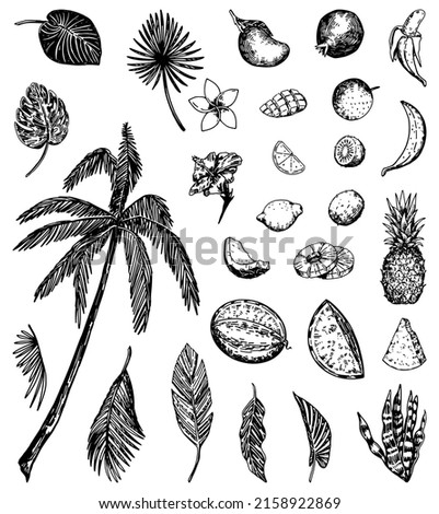 Tropical nature sketches collection. Drawings set of exotic leaves, palm, flowers, fruits. Hand drawn vector illustrations. Cliparts isolated on white.