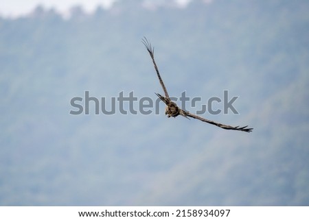 A selective focus shot of an eagle in flight