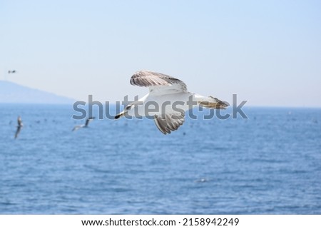 SEAGULL ON THE SKY OF ISTANBUL