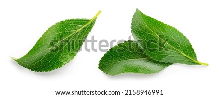 Plum leaf isolated. Plum leaves on white background top view. Green fruit leaves flat lay.  Full depth of field. Royalty-Free Stock Photo #2158946991