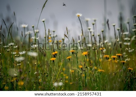 A selective focus shot of blooming wildflowers on a meadow