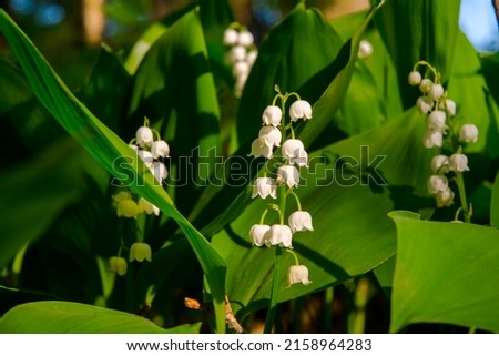 Lily of the valley, its scientific name is Convallaria majalis Royalty-Free Stock Photo #2158964283