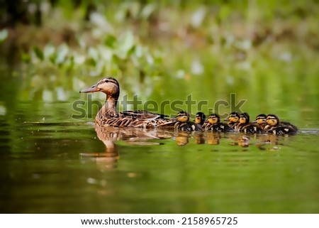 Duck mom takes young on first expeditions. Spring poetry, moody photo. Mallard, Anas platyrhynchos.