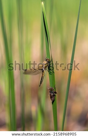 Dragonfly, hatching dragonfly that sticks to the stalks of green reeds. Beautiful bokeh in the background.