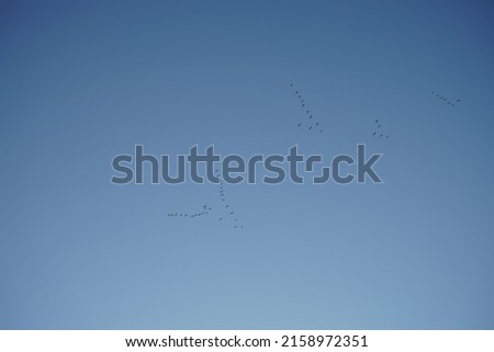 Cranes fly south in October. Migratory birds in autumn. The common crane, Grus grus, also known as the Eurasian crane, is a bird of the family Gruidae, the cranes. Berlin, Germany  Royalty-Free Stock Photo #2158972351