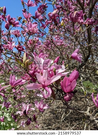 Closeup pink magnolia tree blossom