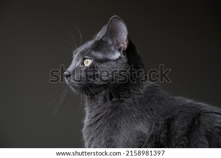 Professional pictures of beautiful grey kitten. Perfect for backgrounds or articles that need a soft, fluffy, cute cat or cuddly pet.