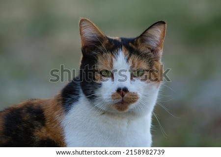 A calico cat letting me take its picture 