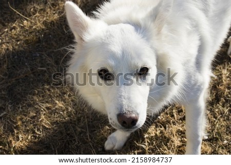 White swiss Shepard, white dog portrait and sunlight