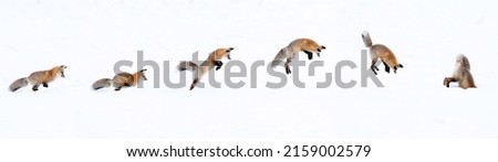 An action sequence of a fox jumping and diving into snow