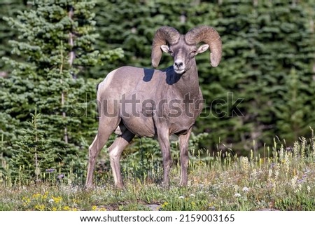A Sierra Nevada bighorn sheep standing in the forest and looking to us Royalty-Free Stock Photo #2159003165