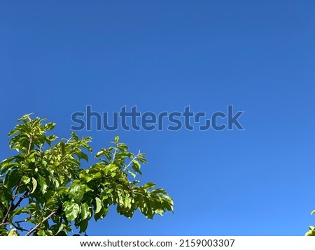 Sky image. Beautiful blue sky in the morning. Photo with copy space and part of tree branches. 