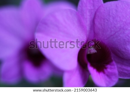 Beautiful Orchids flower blooming close up ,Which have violet color and  focus at first flowers , this picture can use for background, wallpaper and card . 