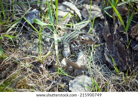 Photo of a lizard wading through the grass. Reptiles widespread in Eurasia.