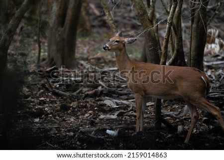 A beautiful deer alone in a forest