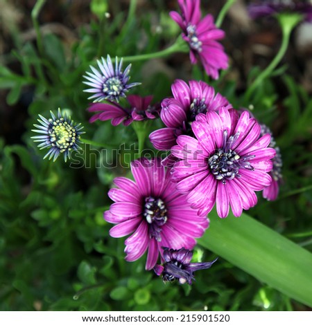 Beautiful purple Gazania flowers surrounded by buds and green leaves