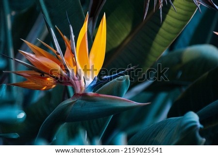 Close-up of plant with flower strelitzia reginae, popularly called little bird or bird of paradise