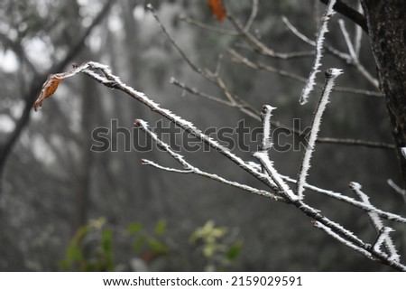 The branches covered with thin ice with the blurred background