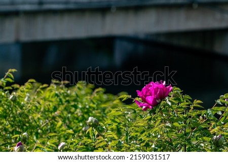 blooming peony - Photographed in Changchun, China