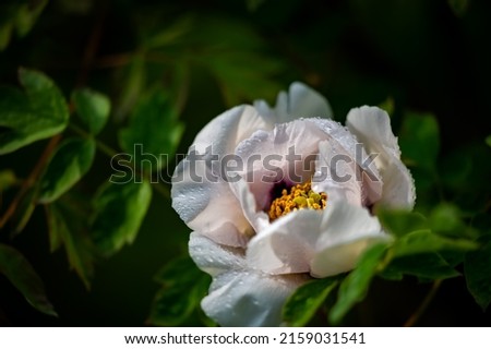 blooming peony - Photographed in Changchun, China