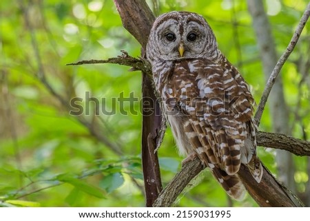 A natural view of a barred owl perched on a tree branch