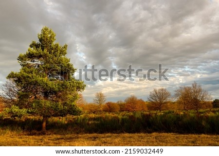 A beautiful view of a single tree on an autumn field under a gloomy sky in Wahner Heide, Germany