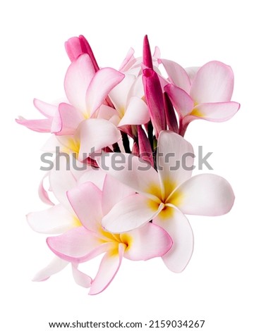 Pink Plumeria flowers (Frangipani), Fragrant pink flower blooming on branch, isolated on white background, with clipping path                                 