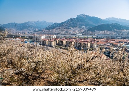 Aerial panoramic view on the buildings and mountains surrounded by the blossoming cherry trees in Qingdao, Shandong, China. Spring landscape picture