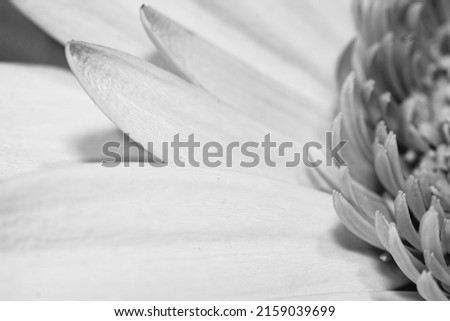 A closeup shot of a chamomile in black and white