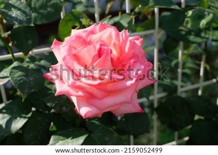 pink rose in full blooming