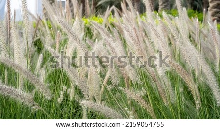 Purple fountain grass, an ornamental plant of Pennisetum Alopecuroides Hameln, Chinese fountain grass, in the outdoor during summer. Royalty-Free Stock Photo #2159054755