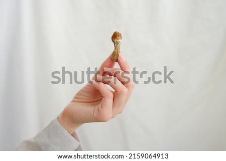 Psilocybin mushroom in woman's hand on grey background. Psychedelic magic mushrooms trip. Medical usage. Microdosing concept. Psilocybe cubensis