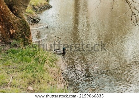 A wild duck swims in a lake near the shore in the spring in dark water.