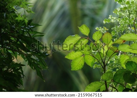 fresh green leaves in the forest