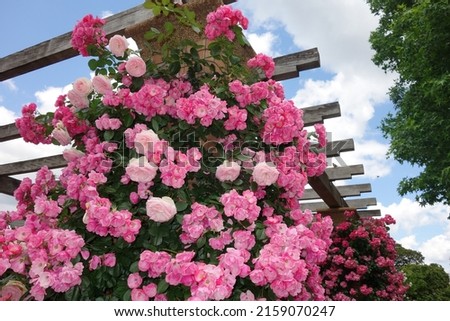 rose flower in a garden